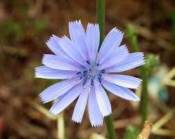 Descrizione cicoria selvatica la cicoria selvatica (cicoria intybus) è una pianta spontanea biennale o perenne della famiglia delle composite, asteracee. Cichorium Intybus Wikipedia
