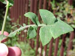 Image result for Sonchus oleraceus