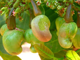 Cashew trees thrive in warm, sunny climates and if the tree doesn't receive this much sunlight then after about 3 years, your cashew trees should start producing fruit. The Complete Guide To Growing A Thriving Cashew Tree Garden And Happy