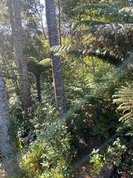 Image result for Cyathea thomsonii