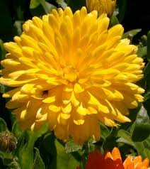 Yellow Flower Yellow Flowers Yellow Flower Wallpaper Flowers