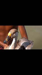 Today's guest speaker for final year Ar. Ramiz Baig along with our students  released the four lime butterflies that hatched today morning (three of  mine and one raised by Farida Ghaffar). Thank
