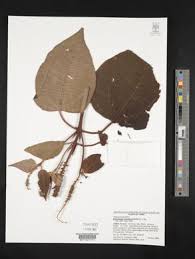 Image result for Melastomastrum capitatum