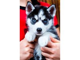 We often are in redding california and can deliver puppies to redding california. Blue Eyes Siberian Husky Puppies Animals Canyon City Oregon Announcement 95918