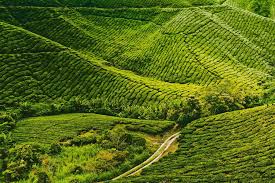 Mossy forest cameron highlands ini terletak di rabung gunung brinchang yang setinggi 2032 meter itu, yang mana merupakan gunung tertinggi di cameron ia juga menawarkan penginapan dalam bentuk 'english cottage'. 10 Hotel Penginapan Yang Terbaik Di Cameron Highlands Apartment Hotel Hotel Penginapan Terbaik 2020