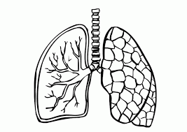 United healthcare asthma management program. Respiratory System Coloring Pages Coloring Home