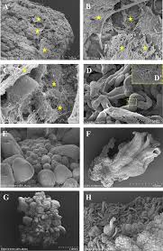 Maybe you would like to learn more about one of these? Spatial Distribution Of Selected Chemical Cell Wall Components In The Embryogenic Callus Of Brachypodium Distachyon