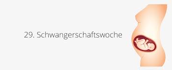 29 Ssw Schwangerschaftswoche Baby Gewicht Grosse In 29 Ssw
