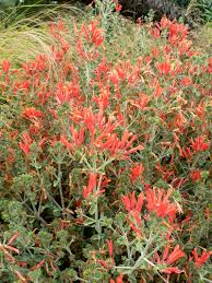 Image result for Dicliptera carvalhoi