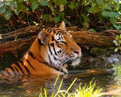 Tigers Wallpaper Tigers Animals Wild Cats Tiger Wallpaper