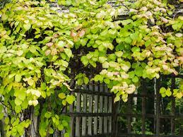 Find those on our tender kiwi vines. Hardy Kiwi Vine Plant Care Growing Guide