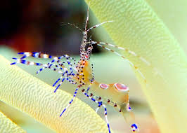 Spotted Cleaner Shrimp Underwater Life Sea Fish Betta