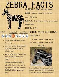 15 000 Zebras Used To Roam The Plains Of Africa But Today There Are Only 2 500 Left In The Wild Want To Help The Zebra Visit Ht Zebras Zebra Zebra Pictures