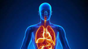 Check spelling or type a new query. Human Body Organs Systems Structure Diagram Facts Britannica