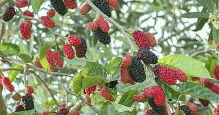 Marions are from the rubus genus and they grow on a bush. Berry Healthy Orchards Nutrition