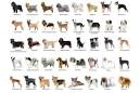 Dog Breeds - Types Of Dogs - American Kennel Club