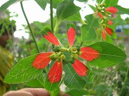 Image result for Euphorbia heterophylla