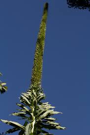 Image result for Lobelia giberroa