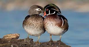 Wood Duck Overview, All About Birds, Cornell Lab Of Ornithology