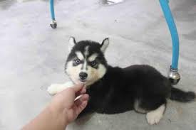 Huskies are a very vocal breed, with a howl that can be heard up to ten miles away! Dogs For Sale 1 6 Months From Selangor Malaysia Petfinder My