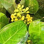 Image result for Psychotria capensis