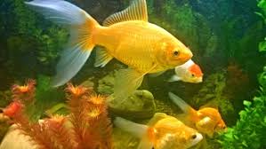 Comet Goldfish Care Size Lifespan Tankmates Feeding