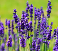 Check spelling or type a new query. Bunga Lavender Ciri Makna Dan Manfaat Bunga Lavender