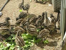 If the pair has actually been shown to be a better one, and breeds well, then this can be near the top, reaching costs of as much as $30,000 to $40,000. Shop Products