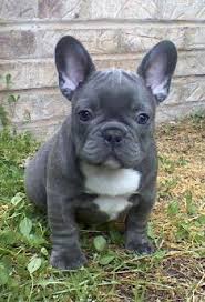 That doesn't mean, however, that you have to go with a purely organic raw food diet that you prepare yourself. Frenchies Puppies Bulldog Puppies French Bulldog Puppies