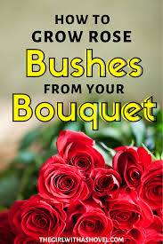 Keep your indoor mini roses in a sunny area of your home. 3 Simple Steps To Grow Roses From Cut Flowers The Girl With A Shovel