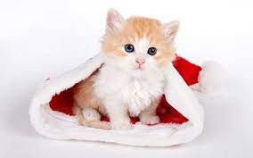  Gambar Bayi Lucu Dan Imut Menggemaskan Nama Kucing Lucu Dan Unik Kumpulan Gambar Lucu Dan Unik Karikatur Luc Cute Cat Wallpaper Christmas Cats Kitten Wallpaper