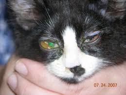 Help your pet the natural way. Cold In Cat S Eye Home Remedy Www Macj Com Br