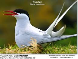 Choose your favorite arctic tern photographs from 356 available designs. Arctic Terns Beauty Of Birds