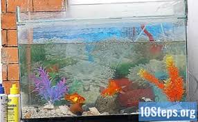 Jika anda ingin aquarium dari bahan bekas seperti gelas wine, bohlam lampu, atau teko seperti yang diulas di atas, maka anda perlu membersihkan wadah tersebut terlebih dahulu dan memastikan tempat bekas tersebut layak untuk ditempati ikan. Cara Membersihkan Akuarium Kecil Dengan Gambar Ensiklopedia 2021