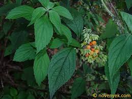 Image result for Hoslundia