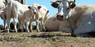 Beberapa cara untuk menghilangkan bau pada daging kambing adalah dengan membungkusnya daun pepaya. Apakah Pembahagian Daging Korban Yang Afdal
