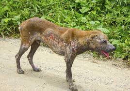 Image result for scabies dogs detail