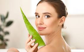 Conservation de l'aloe vera : les bonnes pratiques ? -Aroma-Zone