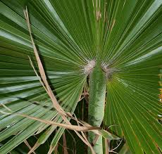 Image result for Washingtonia robusta