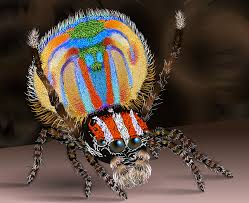 People interested in sparklemuffin peacock spider also searched for. The Deadly Artistic Tightrope Of The Peacock Spider Ferrebeekeeper