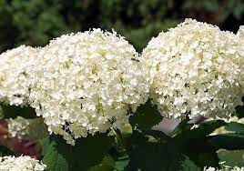 Free Image On Pixabay Hydrangea Blossom Bloom Growing Hydrangeas Hydrangea Hydrangea Varieties