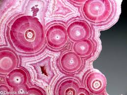 Image result for Rhodopentas