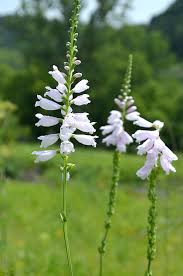Image result for Monsonia angustifolia