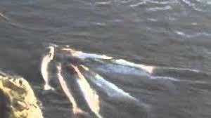 Dorong realisasi lumbung ikan nasional, dpr setujui usulan anggaran rp3,2 triliun untuk maluku dan maluku utara seleksi kompetensi bidang cpns kkp digelar di 28 lokasi kkp hadir untuk masyarakat pulau kecil terluar kkp jabarkan ketentuan kepemilikan pulau di indonesia Mancing Ikan Patin By Bayu Cetrol