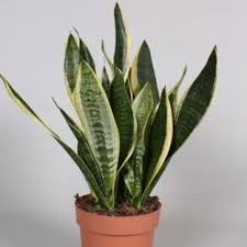 Image result for Tristachya superba