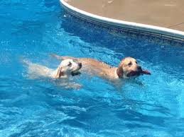 Those golden retrievers with white markings on their face are an exception because it's often due to old age. Kashmir Goldens