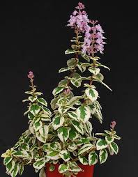 Image result for Syncolostemon