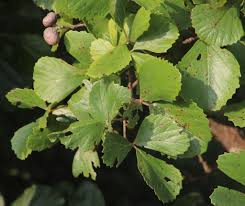 Image result for Rhoicissus tridentata