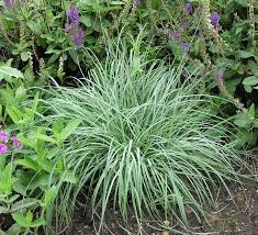 Image result for Carex mannii