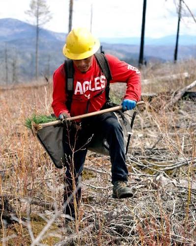 🤔 Ever heard of a hoedad? 🌱 This iconic wooden-handled hand tool is used by forestry teams to efficiently plant bare-root seedlings grown in nurseries into natural sites. 🌲 The hoedad has